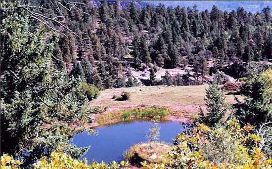 Особняк в лесах Колорадо, horizondurango.com